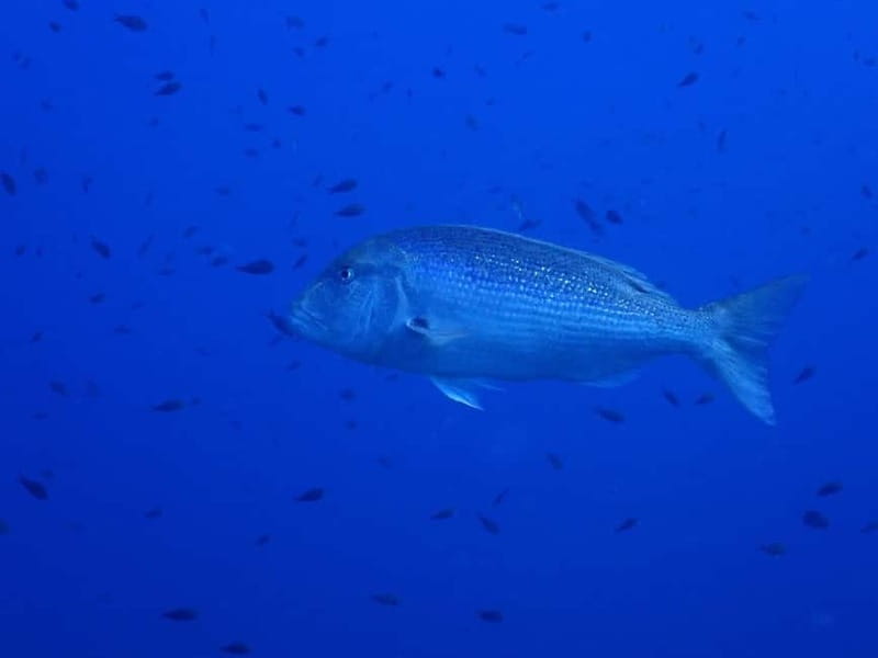 Ajaccio: Boat Cruise with Snorkeling - Who Will Love This Tour?  