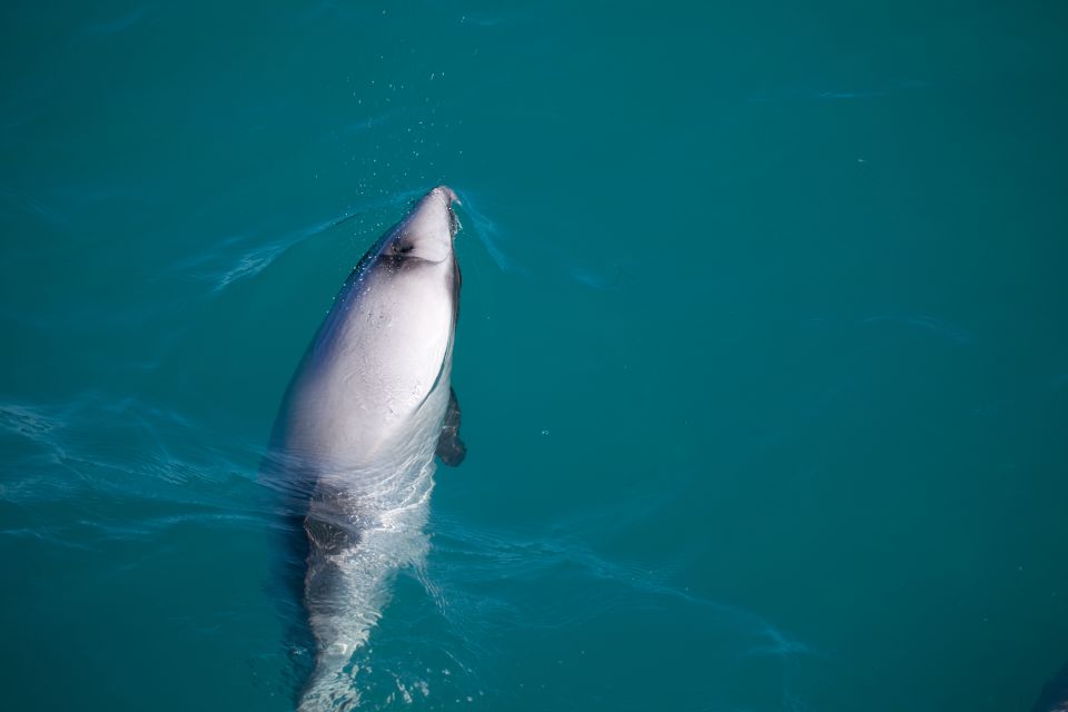 Akaroa: 4WD Safari and Guided Sea-Kayaking Experience - Booking Information