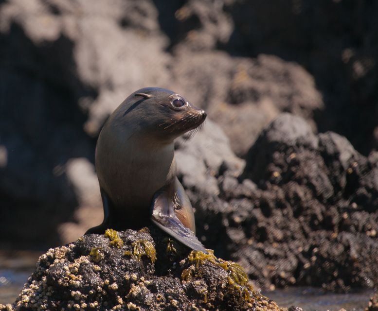 Akaroa: 4WD Safari and Guided Sea-Kayaking Experience - Customer Reviews