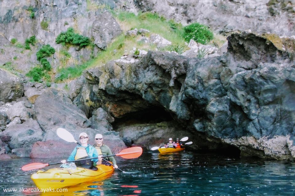 Akaroa: Akaroa Marine Reserve Sea Kayaking Tour - Key Points