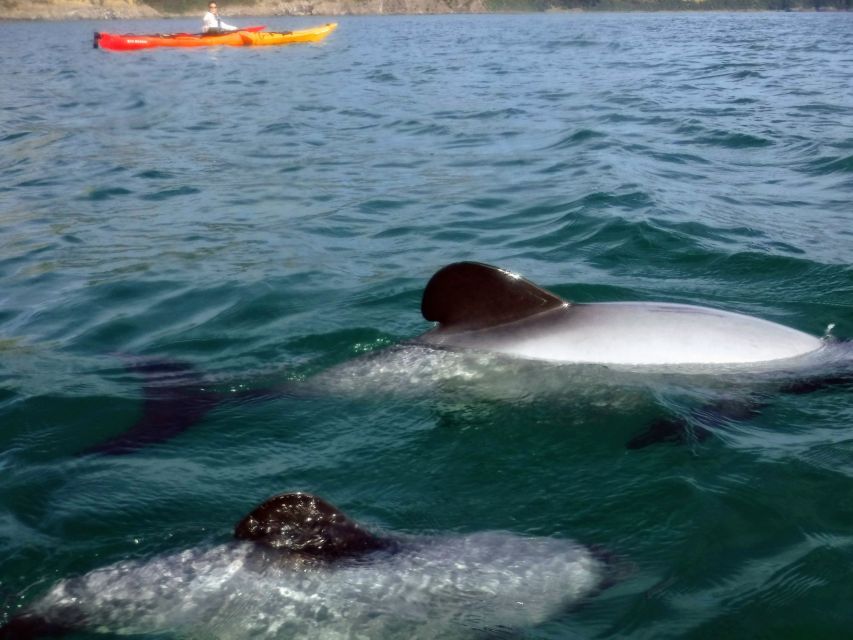 Akaroa: Akaroa Marine Reserve Sea Kayaking Tour - Directions