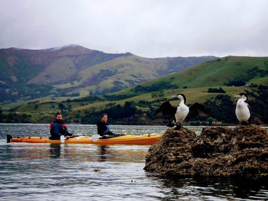 Akaroa: Akaroa Marine Reserve Sea Kayaking Tour - Frequently Asked Questions