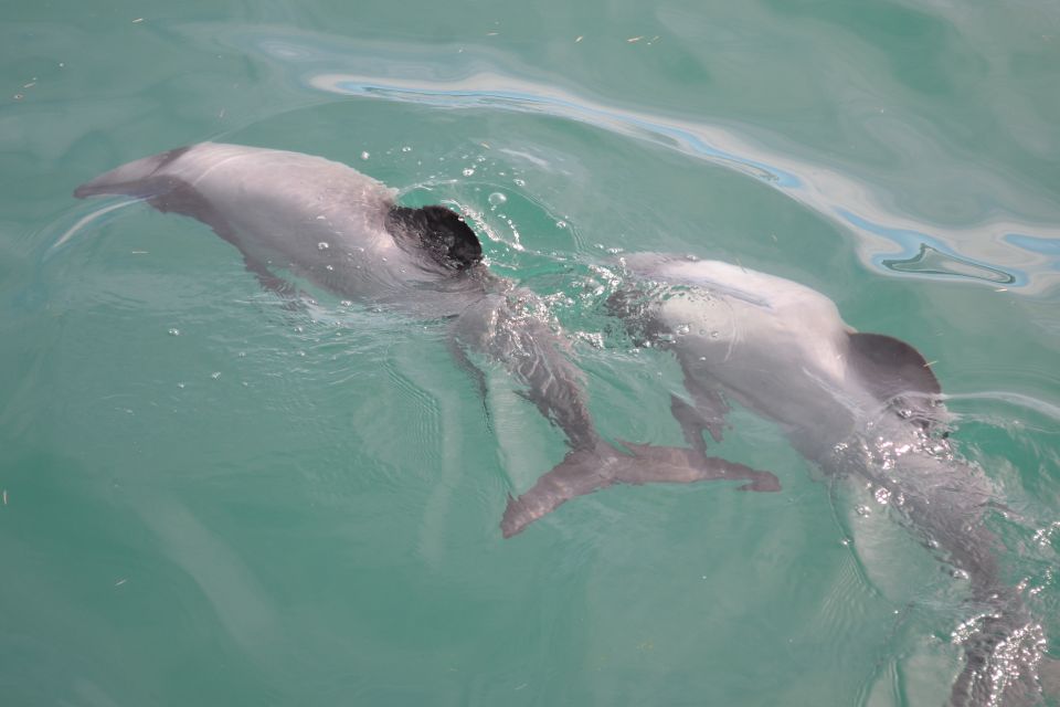 Akaroa/Banks Peninsula Day Tour With Scenic Harbor Cruise - Highlights of the Tour