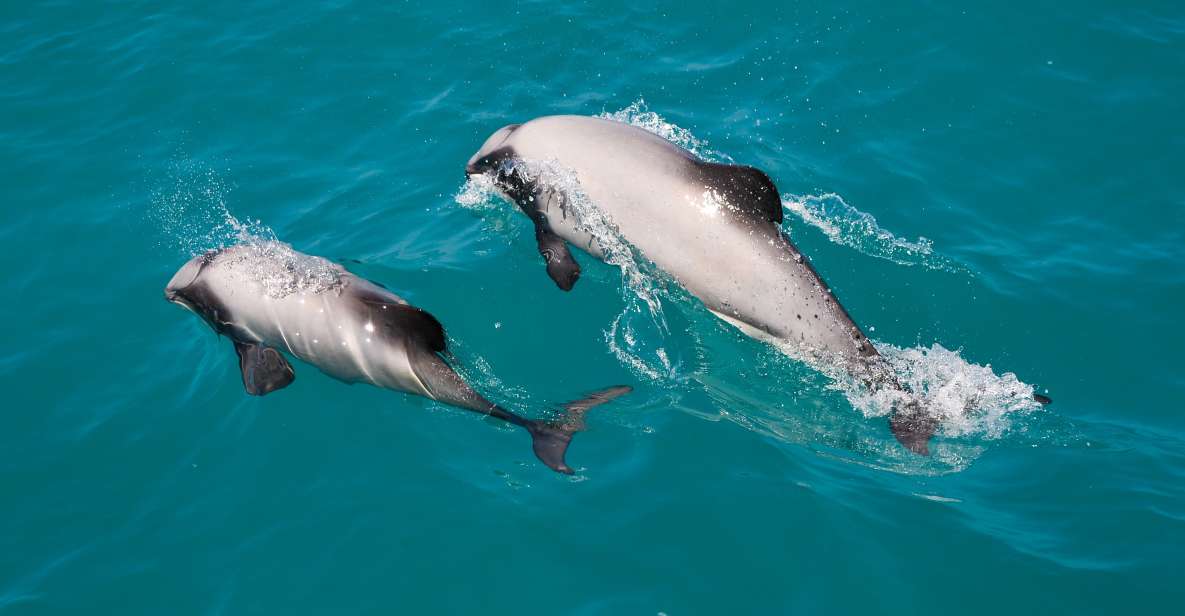 Akaroa: Dolphin Nature Cruise - Accessibility and Highlights