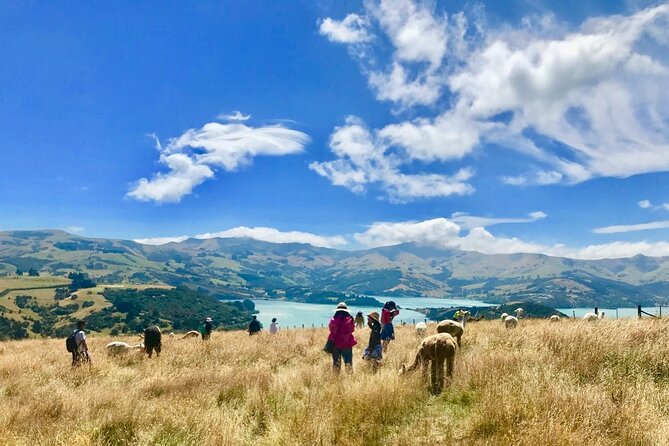 Akaroa Eco-Safari With Alpaca Farm Tour and Wine Tasting - What to Expect