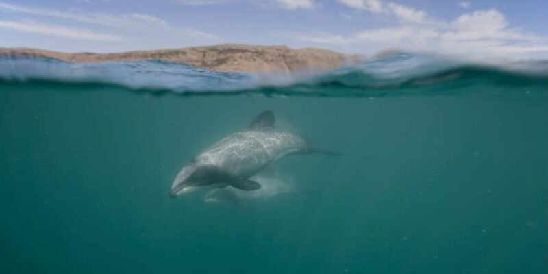 Akaroa Harbour 2-Hour Dolphin Nature Cruise - Key Points