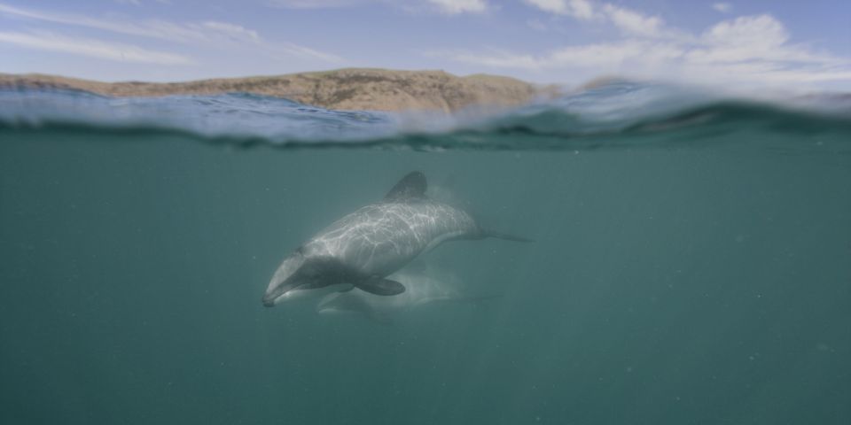 Akaroa Harbour 2-Hour Nature Cruise - Experience Description