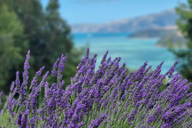 Akaroa Lavender Seasonal Guided Tour Experience - Key Points
