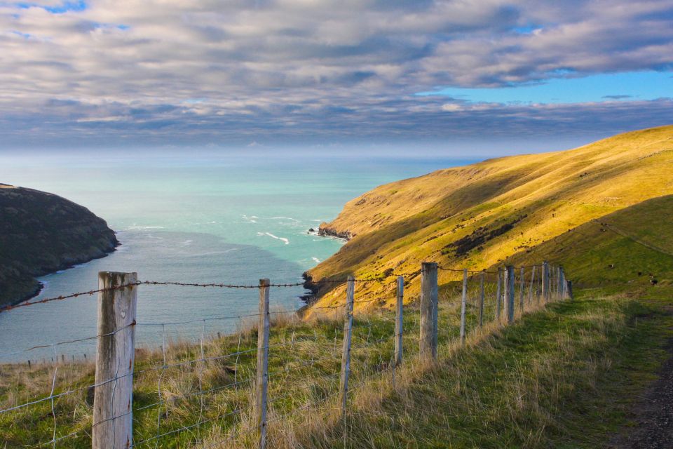 Akaroa: Pohatu Little Penguins 3-Hour Evening Experience - Pricing and Duration