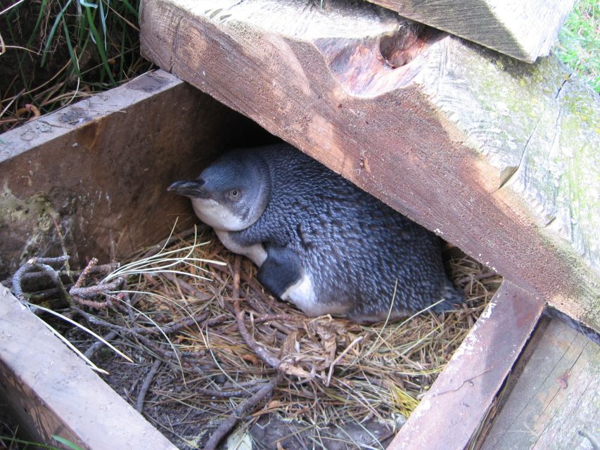 Akaroa: Pohatu Little Penguins 3-Hour Evening Experience - Group Size and Language