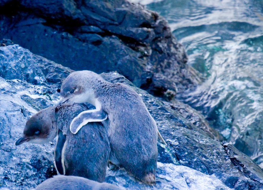 Akaroa: Pohatu Little Penguins 3-Hour Evening Experience - Tour Highlights