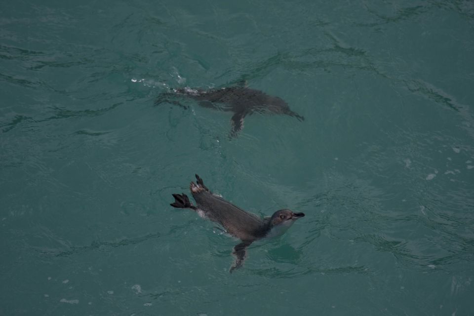 Akaroa: Pohatu Little Penguins 3-Hour Evening Experience - Inclusions and Tour Experience