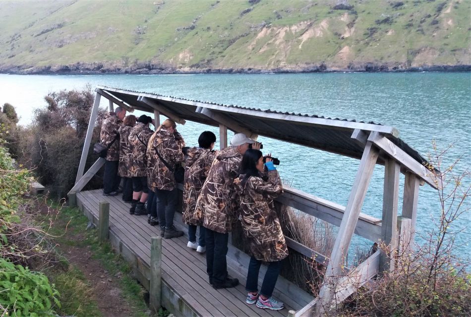 Akaroa: Pohatu Little Penguins 3-Hour Evening Experience - Customer Reviews and Testimonials