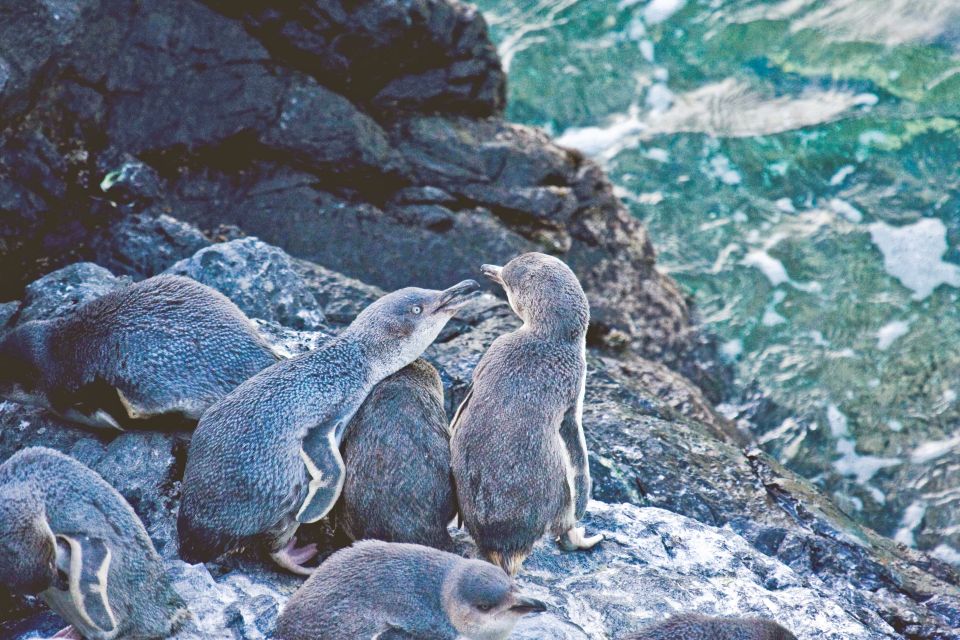 Akaroa: Pohatu Little Penguins 3-Hour Evening Experience - Frequently Asked Questions