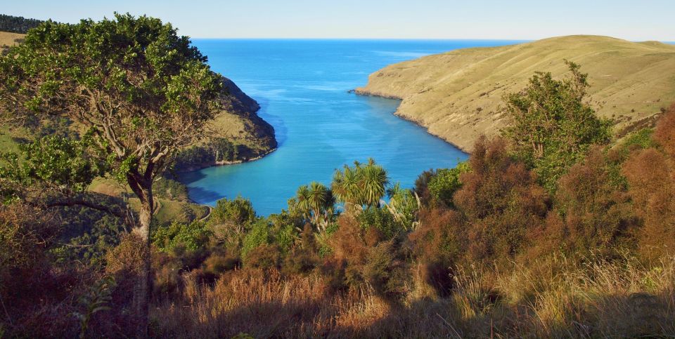 Akaroa: Pohatu Penguins Scenic Nature 2-Hour or 4-Hour Tour - Activity Description