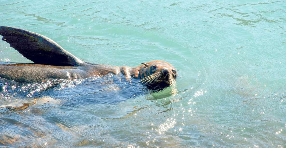 Akaroa: Pohatu Penguins Scenic Nature 2-Hour or 4-Hour Tour - Customer Reviews