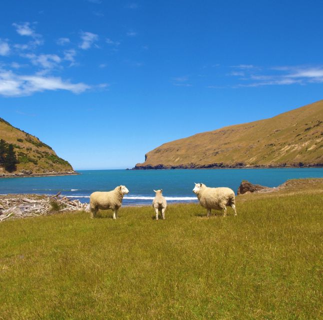 Akaroa: Pohatu Penguins Scenic Nature 2-Hour or 4-Hour Tour - Directions