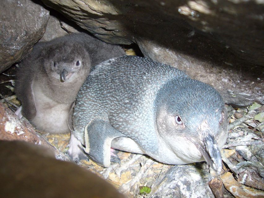 Akaroa: Pohatu Penguins Scenic Nature 2-Hour or 4-Hour Tour - Highlights