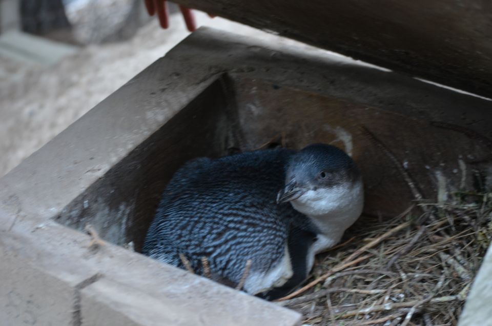 Akaroa: Pohatu Penguins Scenic Nature 2-Hour or 4-Hour Tour - Includes