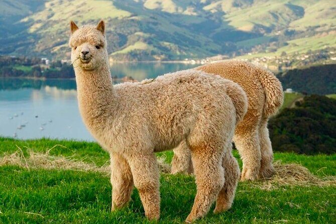 Akaroa Private Group Day Trip from Christchurch - Who Should Take This Tour?