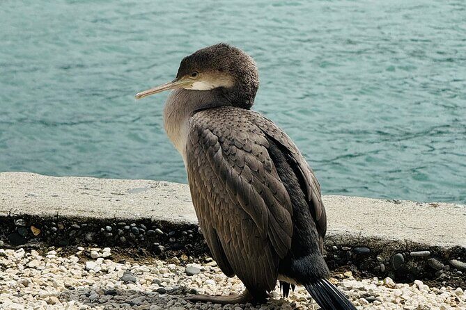 Akaroa Private Group Day Trip from Christchurch - Frequently Asked Questions