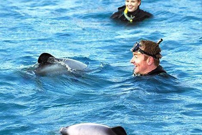 Akaroa Swim With Dolphins Tour From Christchurch - Key Points