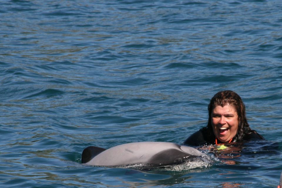 Akaroa: Swimming With Wild Dolphins 3-Hour Experience - Activity Description