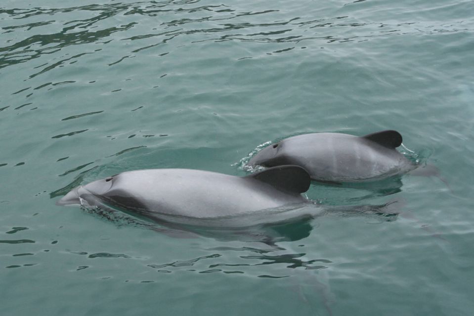 Akaroa: Swimming With Wild Dolphins 3-Hour Experience - Inclusions