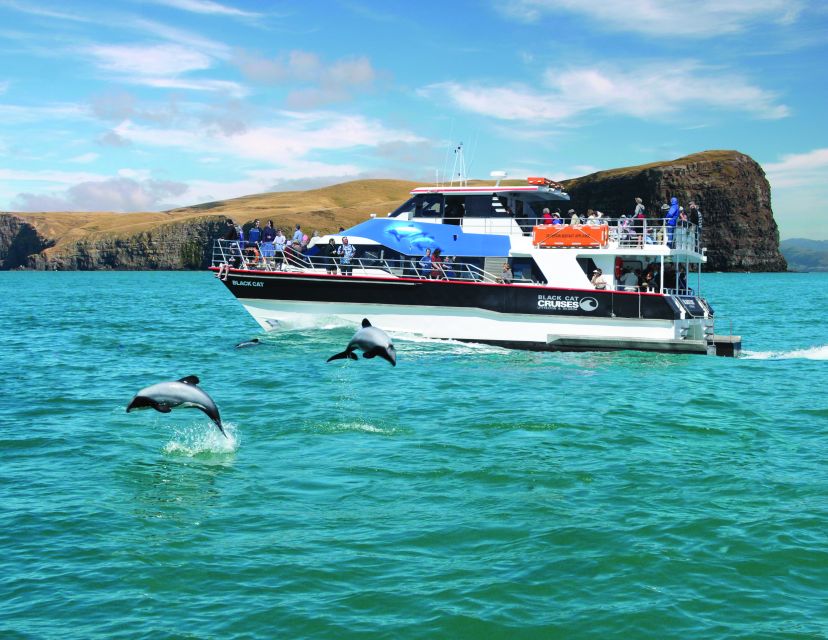 Akaroa: Swimming With Wild Dolphins 3-Hour Experience - Safety Measures