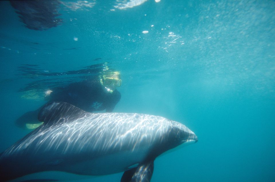 Akaroa: Swimming With Wild Dolphins 3-Hour Experience - Important Information