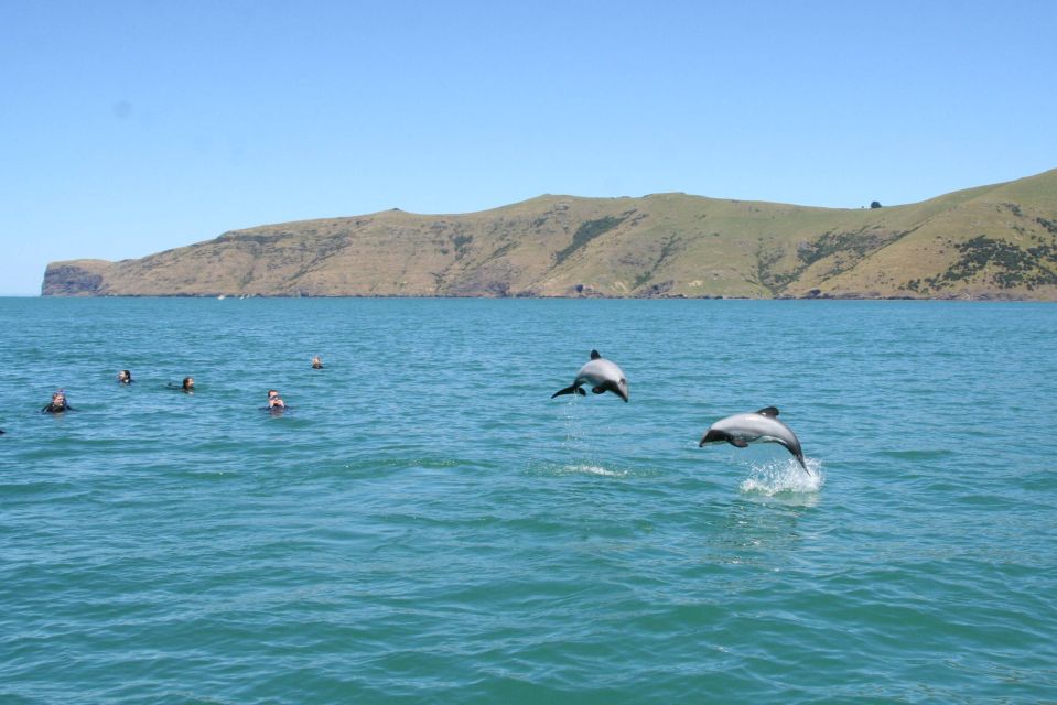 Akaroa: Swimming With Wild Dolphins 3-Hour Experience - Frequently Asked Questions