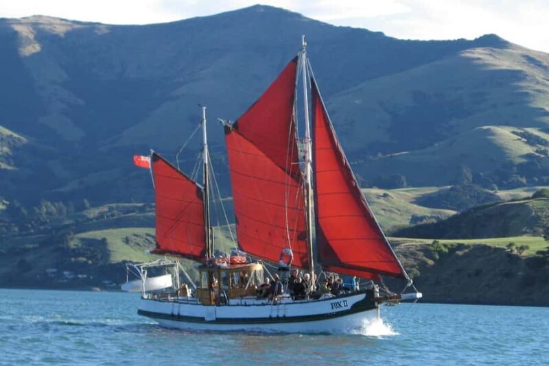 Akaroa: Wildlife Cruise with Dolphins and Penguins - Wildlife Encounters: What You’re Most Likely to See