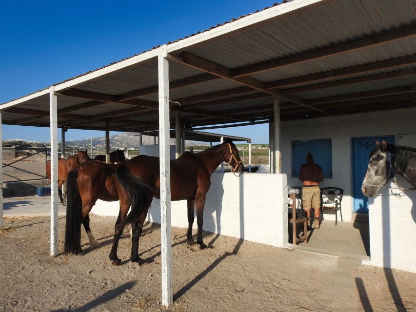 Akrotiri: Guided Horseback Riding Day Trip to a Beach - Practical Details and Value