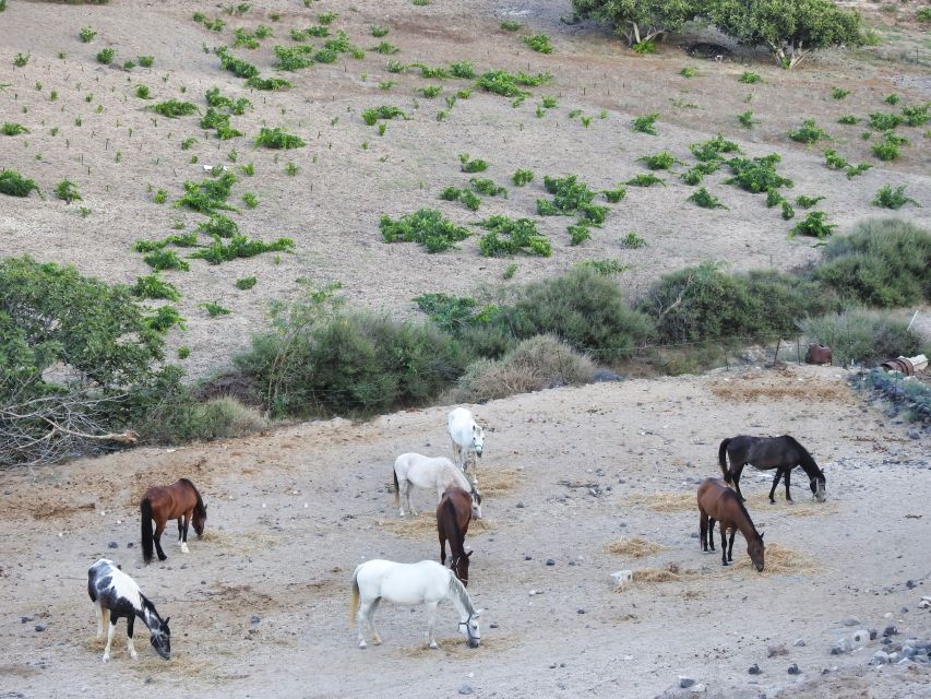 Akrotiri: Guided Horseback Riding Day Trip to a Beach - What You Need to Know Before Booking