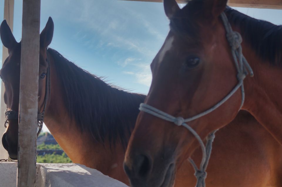Akrotiri: Guided Horseback Riding Day Trip to a Beach - The Sum Up: Is This Ride Right for You?