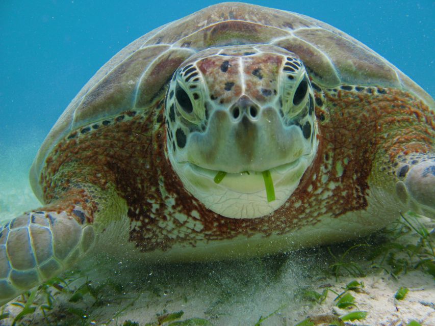 Akumal Bay: Cenotes and Snorkeling With Turtles - Discover Akumals Crystal Clear Cenotes