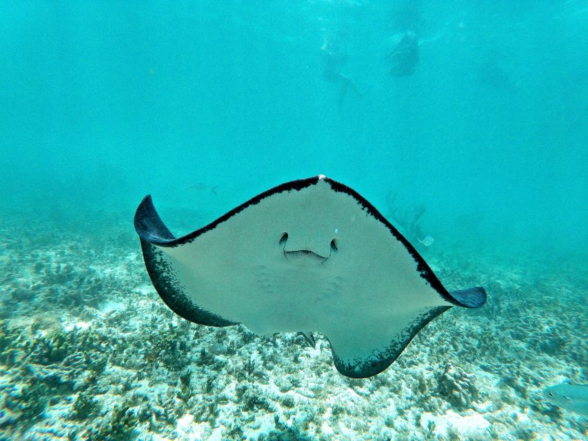 Akumal Bay: Cenotes and Snorkeling With Turtles - Considerations for Tour Participants