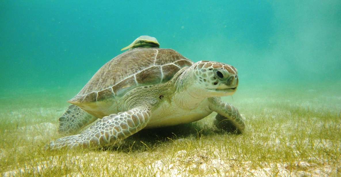 Akumal Bay: Cenotes and Snorkeling With Turtles - Frequently Asked Questions