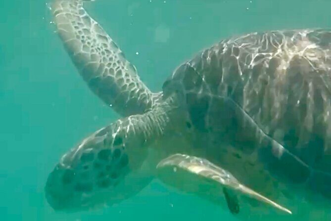 Akumal Bay snorkeling, plus 3 cenotes and great food - An In-Depth Look at the Tour