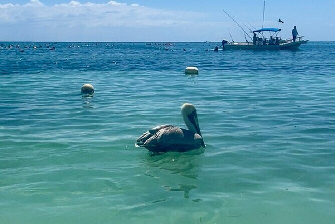 Akumal Bay snorkeling, plus 3 cenotes and great food - FAQ