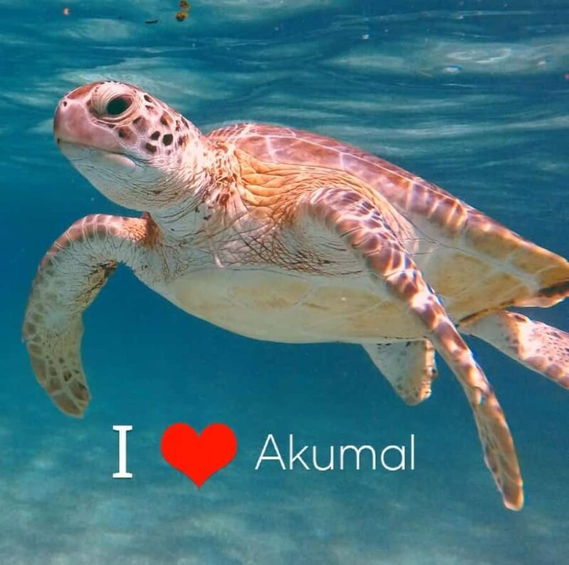 Akumal Beach: Ecologic Turtle Snorkeling Tour & Gopro Photos - Key Points
