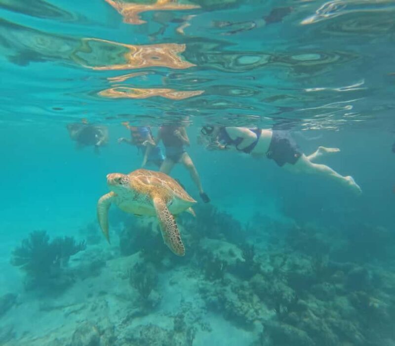 Akumal Beach: Ecologic Turtle Snorkeling Tour & Gopro Photos - The Guides & Customer Experience