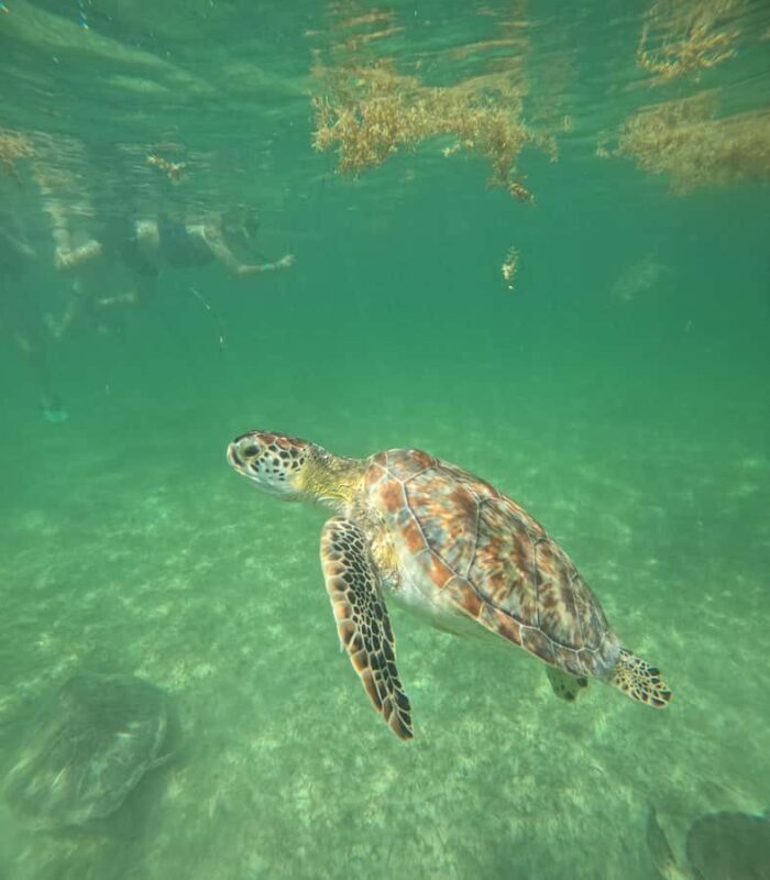 Akumal Beach: Ecologic Turtle Snorkeling Tour & Gopro Photos - The Sum Up: Who Is This Tour Best For?