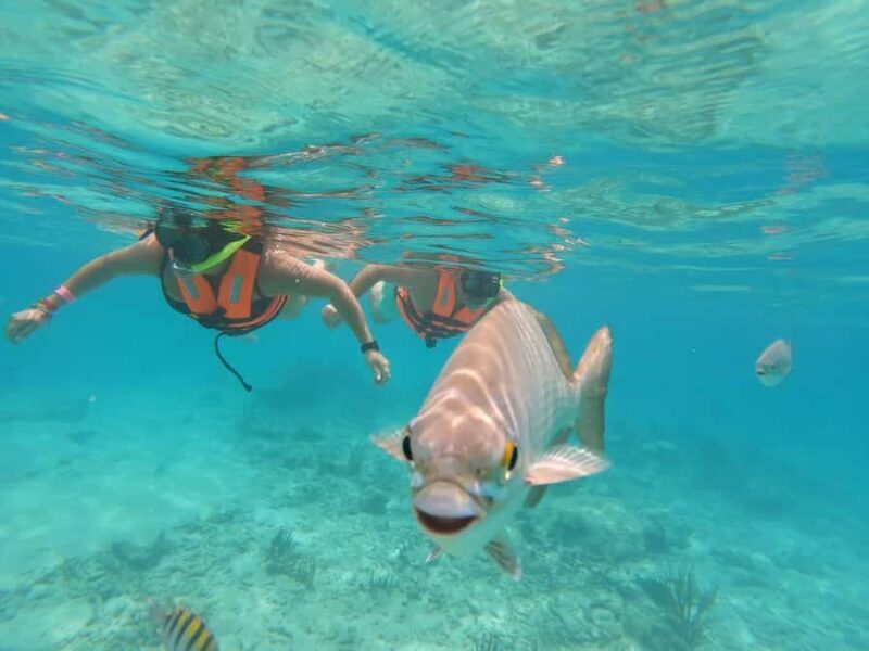 Akumal Beach: Ecologic Turtle Snorkeling Tour & Gopro Photos - FAQ