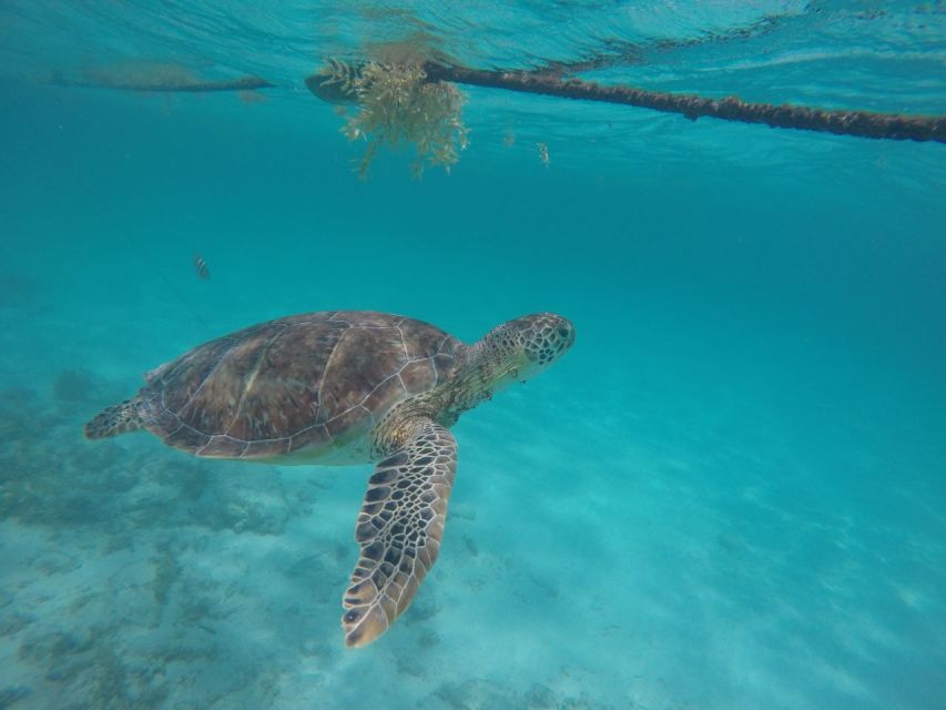 Akumal Beach: Swimming With Turtles Tour With Beach Time - Key Points
