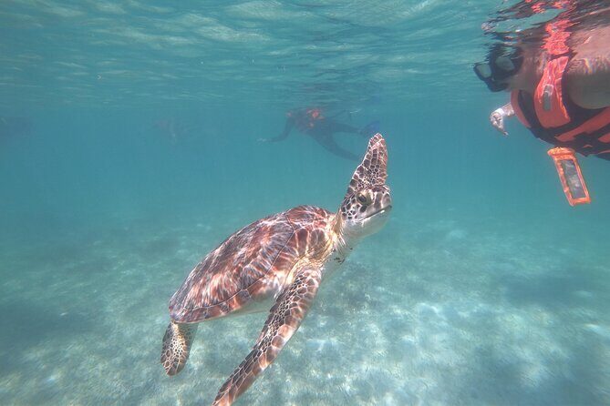Akumal : Guided Snorkeling with Green Turtles and Corals - Key Points
