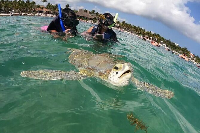 Akumal : Guided Snorkeling with Green Turtles and Corals - An Overview of the Akumal Snorkeling Experience
