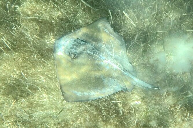 Akumal : Guided Snorkeling with Green Turtles and Corals - Cost, Value, and Practical Details