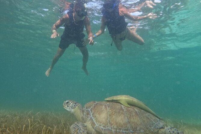 Akumal : Guided Snorkeling with Green Turtles and Corals - Who Should Consider This Tour?