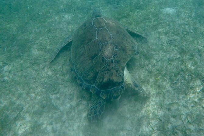 Akumal : Guided Snorkeling with Green Turtles and Corals - Final Thoughts: Is It Worth It?